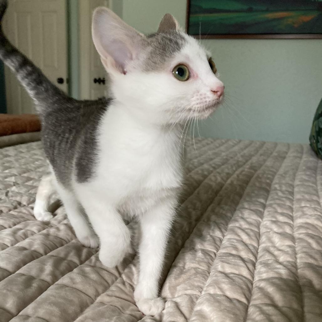 Enlarge West, a Adoptable Domestic Short Hair in Winston Salem, NC image 2/6