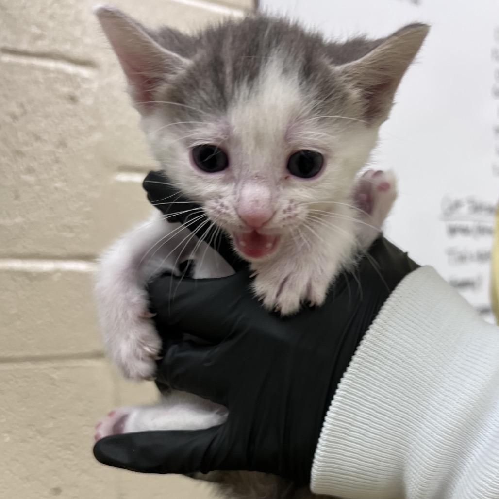 Enlarge West, a Adoptable Domestic Short Hair in Winston Salem, NC image 5/6