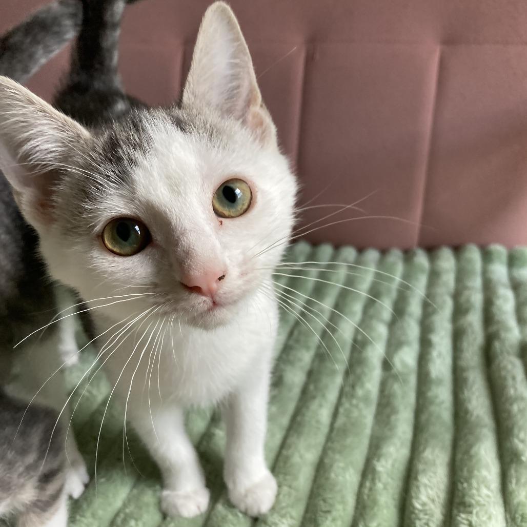 Enlarge West, a Adoptable Domestic Short Hair in Winston Salem, NC image 3/6