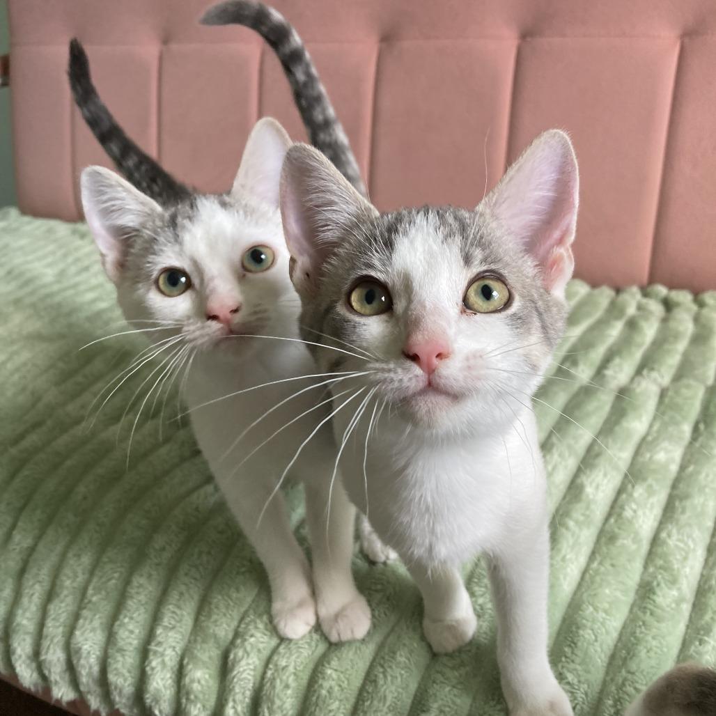 Enlarge West, a Adoptable Domestic Short Hair in Winston Salem, NC image 4/6