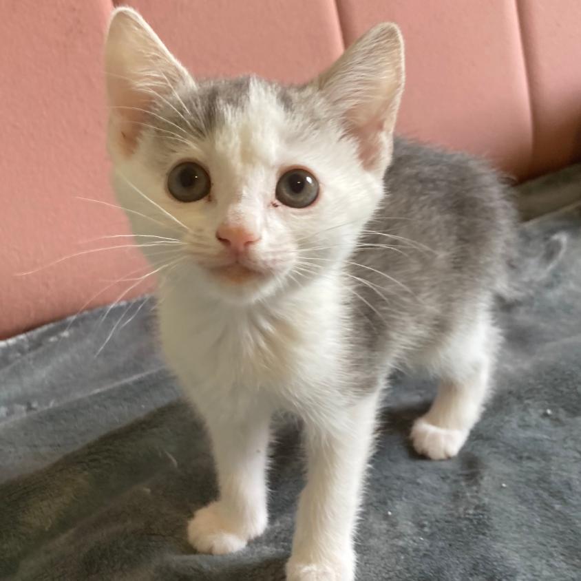 West, Adoptable, Kitten Female Domestic Short Hair.