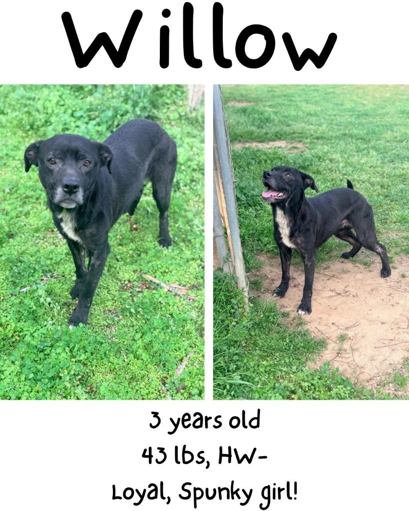 Enlarge Willow, a Adoptable mixed breed in Albany, GA image 1/6