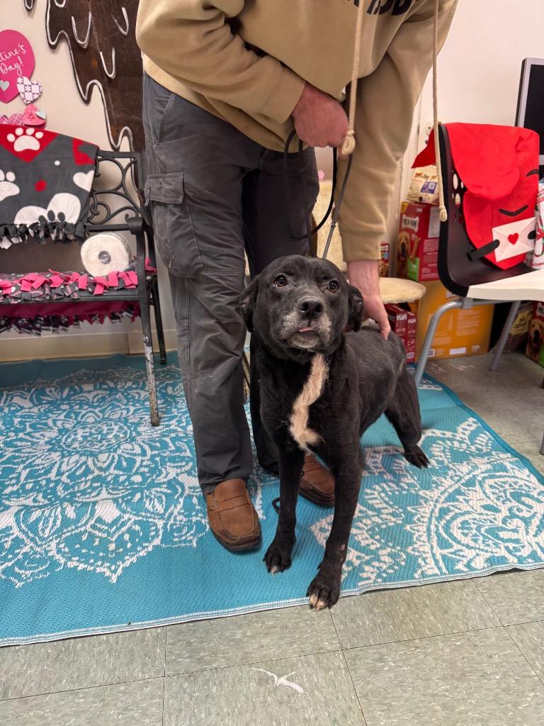 Enlarge Willow, a Adoptable mixed breed in Albany, GA image 2/6