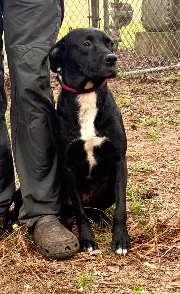 Enlarge Willow, a Adoptable mixed breed in Albany, GA image 1/4