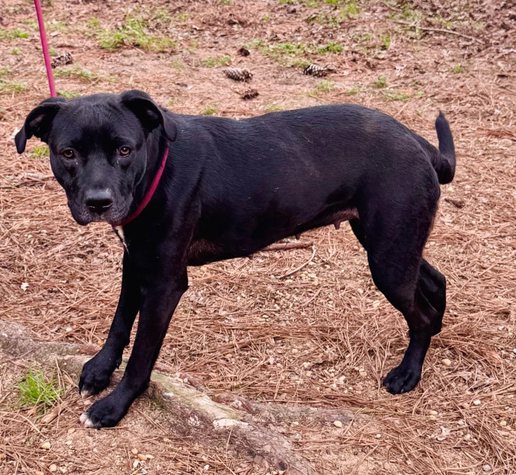 Enlarge Willow, a Adoptable mixed breed in Albany, GA image 2/4