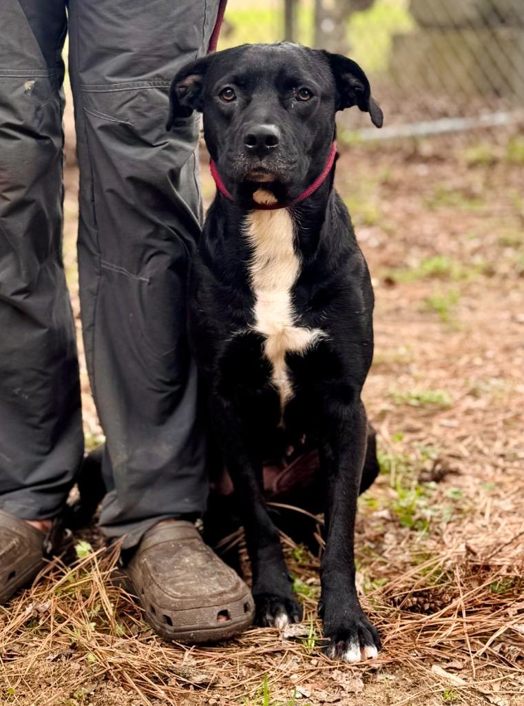 Enlarge Willow, a Adoptable mixed breed in Albany, GA image 4/4