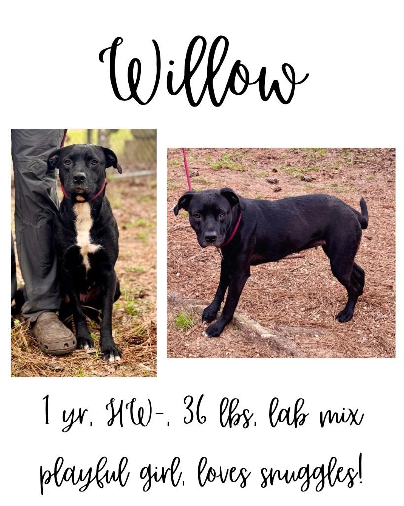 Enlarge Willow, a Adoptable mixed breed in Albany, GA image 3/6
