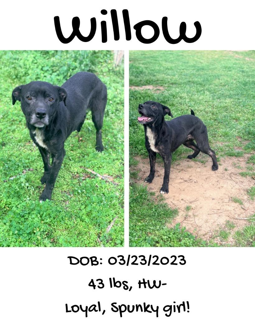 Enlarge Willow, a Adoptable mixed breed in Albany, GA image 5/6