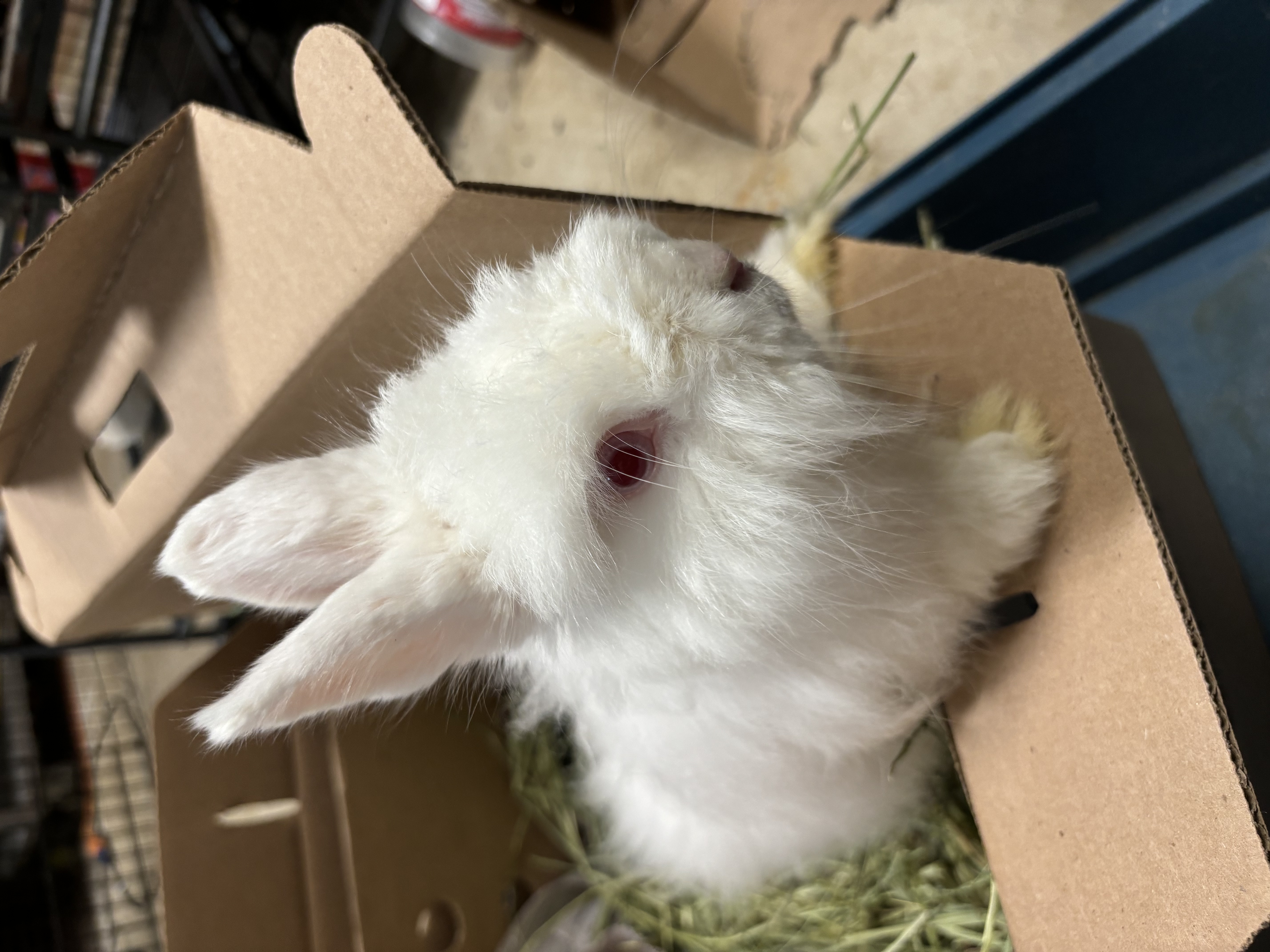 Rabbit for adoption Dumpling, an Angora Rabbit & Dwarf Mix in Paramus