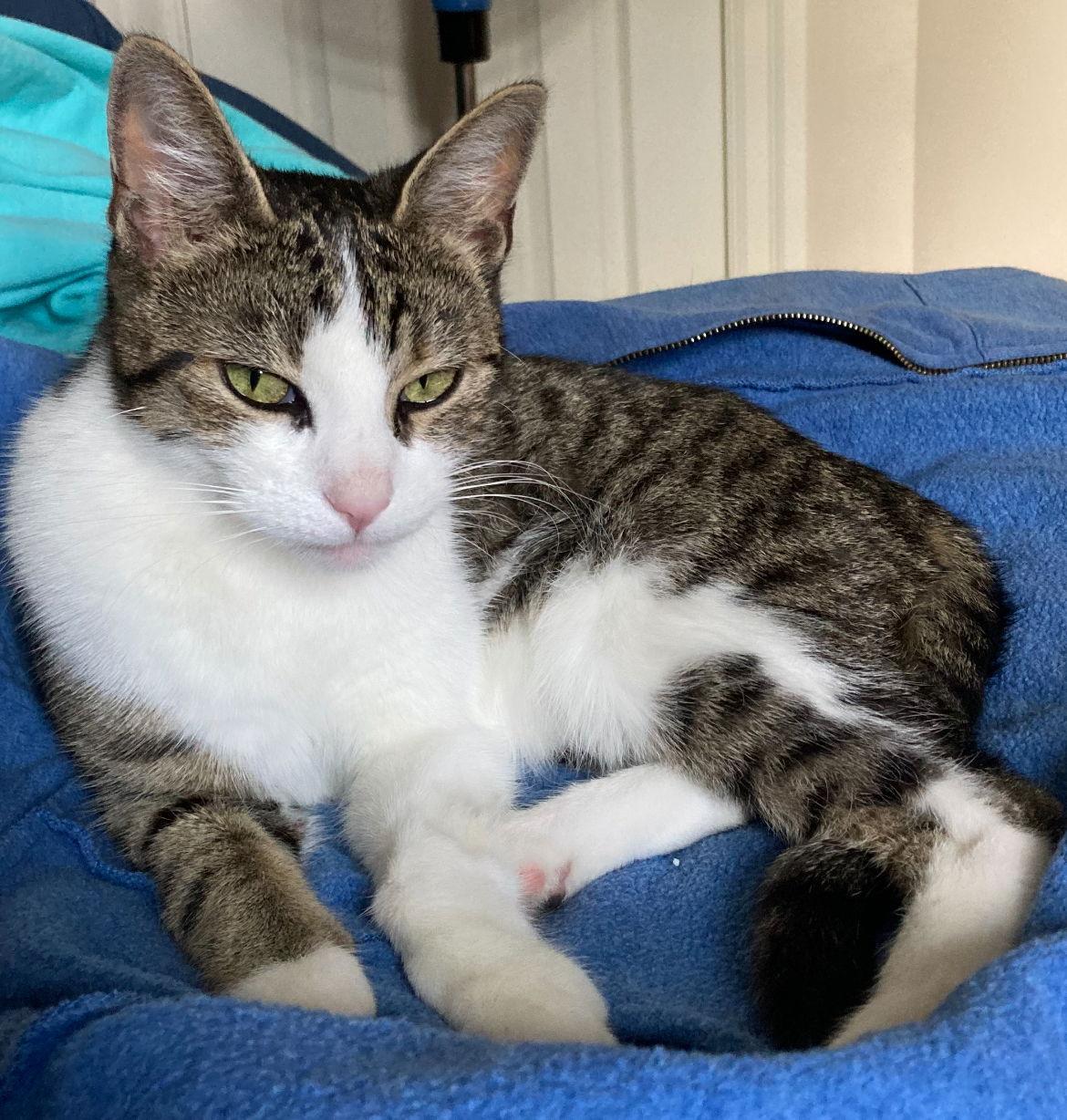 CATAMARAN, a Adoptable mixed breed in Minesing, ON image 1/3