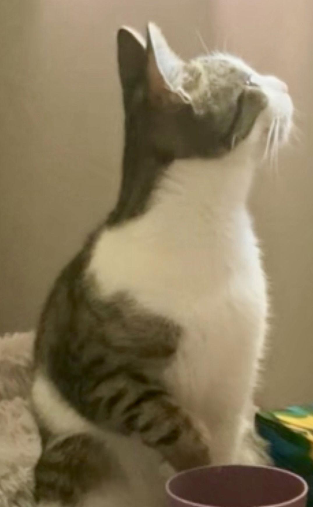 CATAMARAN, a Adoptable mixed breed in Minesing, ON image 2/3