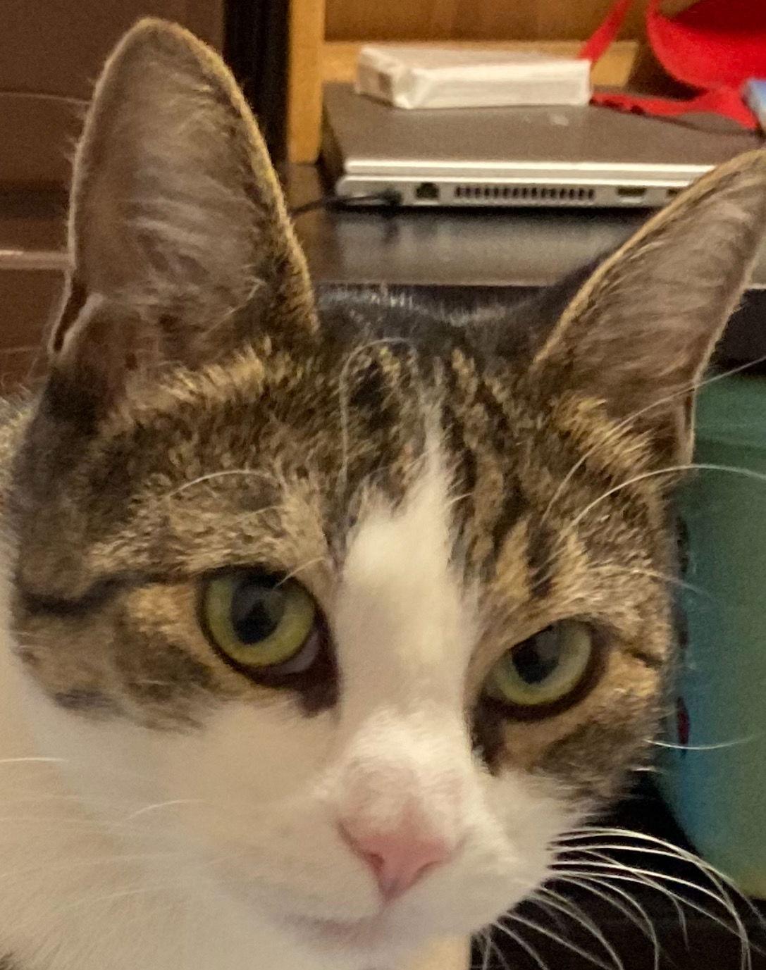 CATAMARAN, a Adoptable mixed breed in Minesing, ON image 3/3