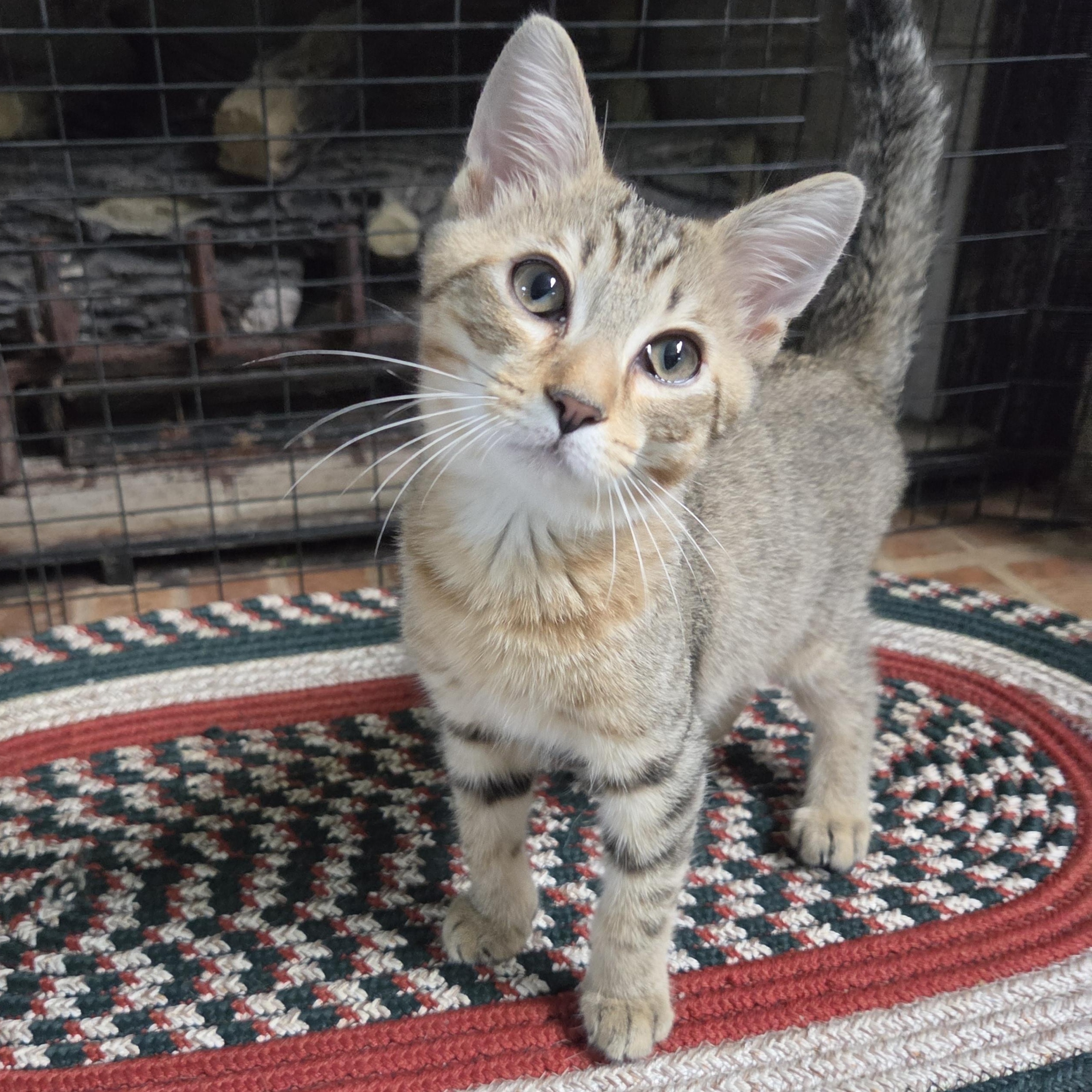 Galileo, ADOPTABLE, Kitten Male Domestic Short Hair.