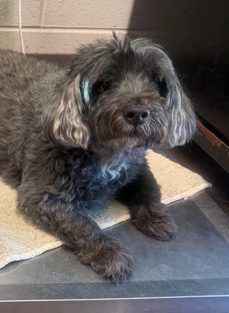 Enlarge Bobo, a Adoptable mixed breed in Watertown, WI image 1/3