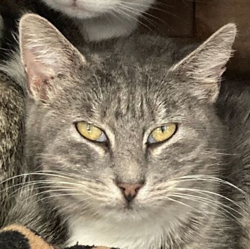 ELAINE, Adoptable, Adult Female Domestic Short Hair.