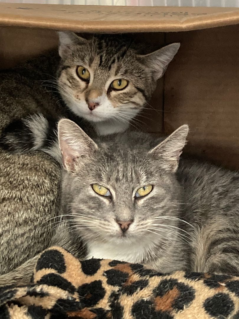 ELAINE, a Adoptable mixed breed in Watkinsville, GA image 2/6