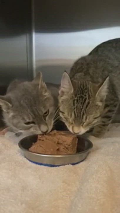 Enlarge ELAINE, a Adoptable mixed breed in Watkinsville, GA video 6/6