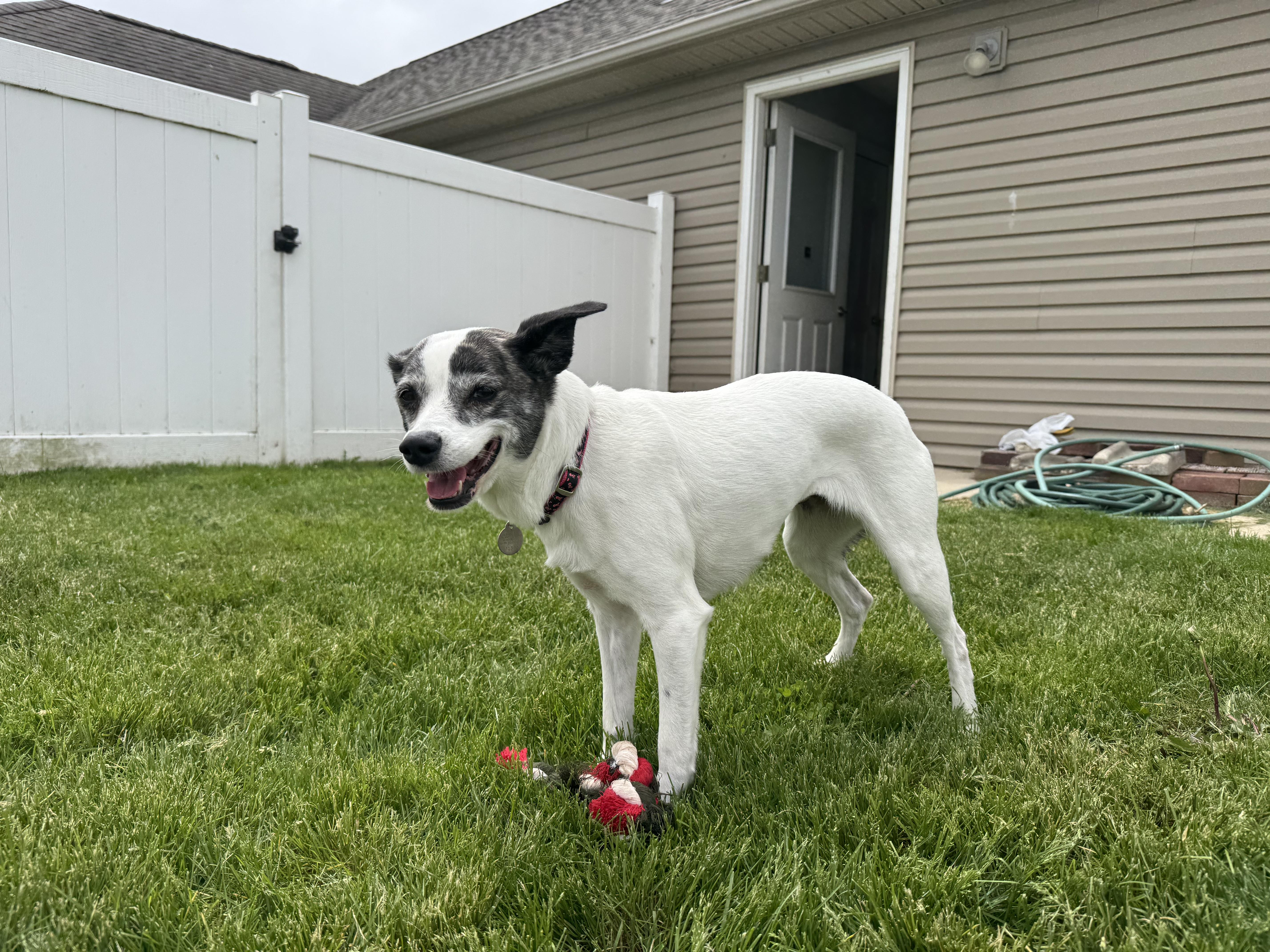 Enlarge Molly, a Adopted mixed breed in St Henry, OH image 1/5