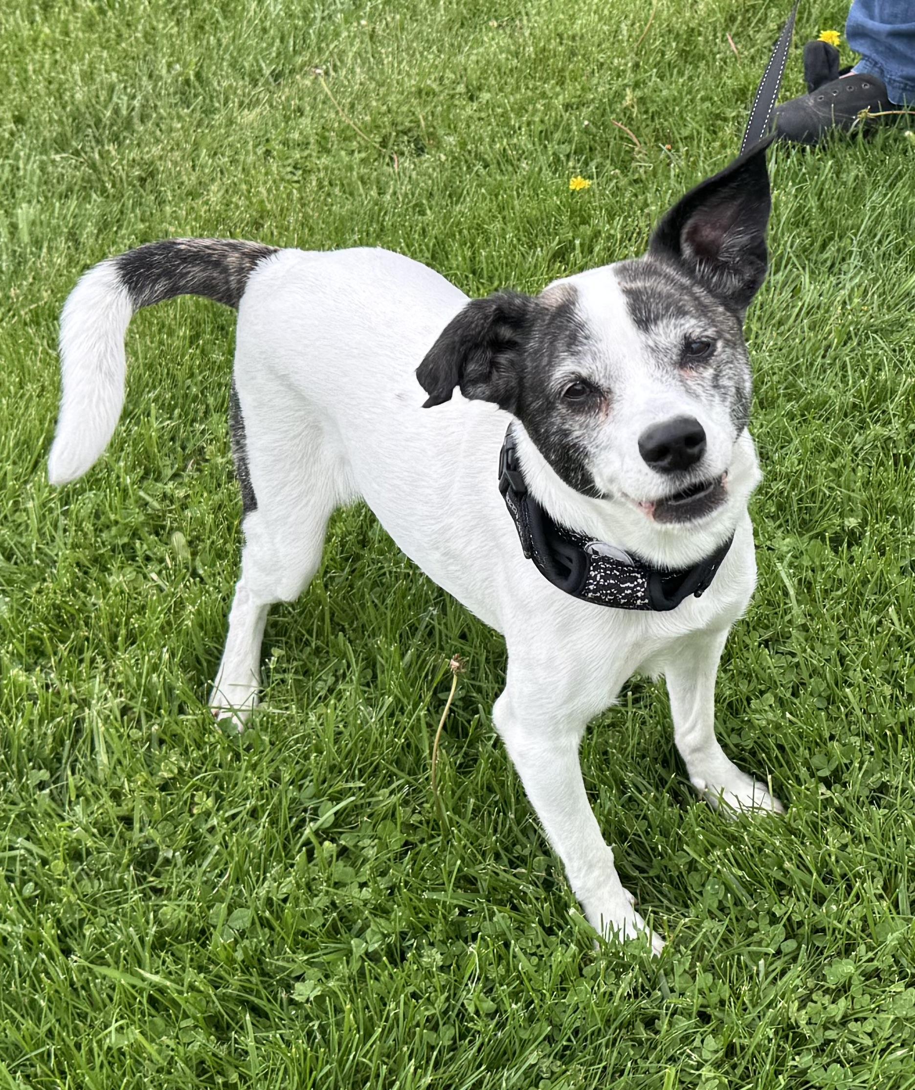 Molly, Adopted, Adult Female Terrier.