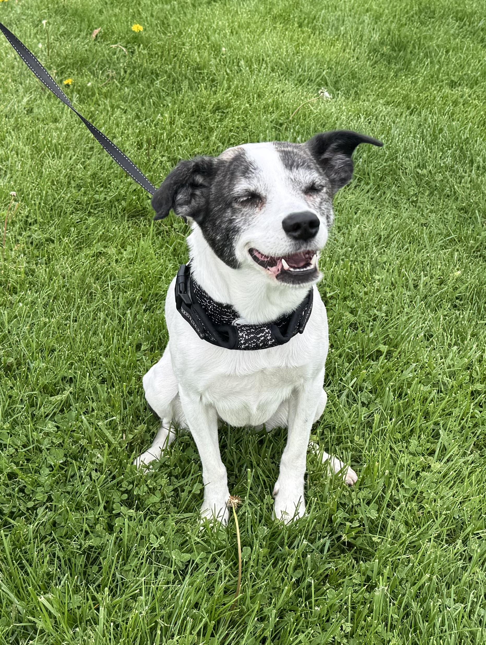 Enlarge Molly, a Adopted mixed breed in St Henry, OH image 3/5