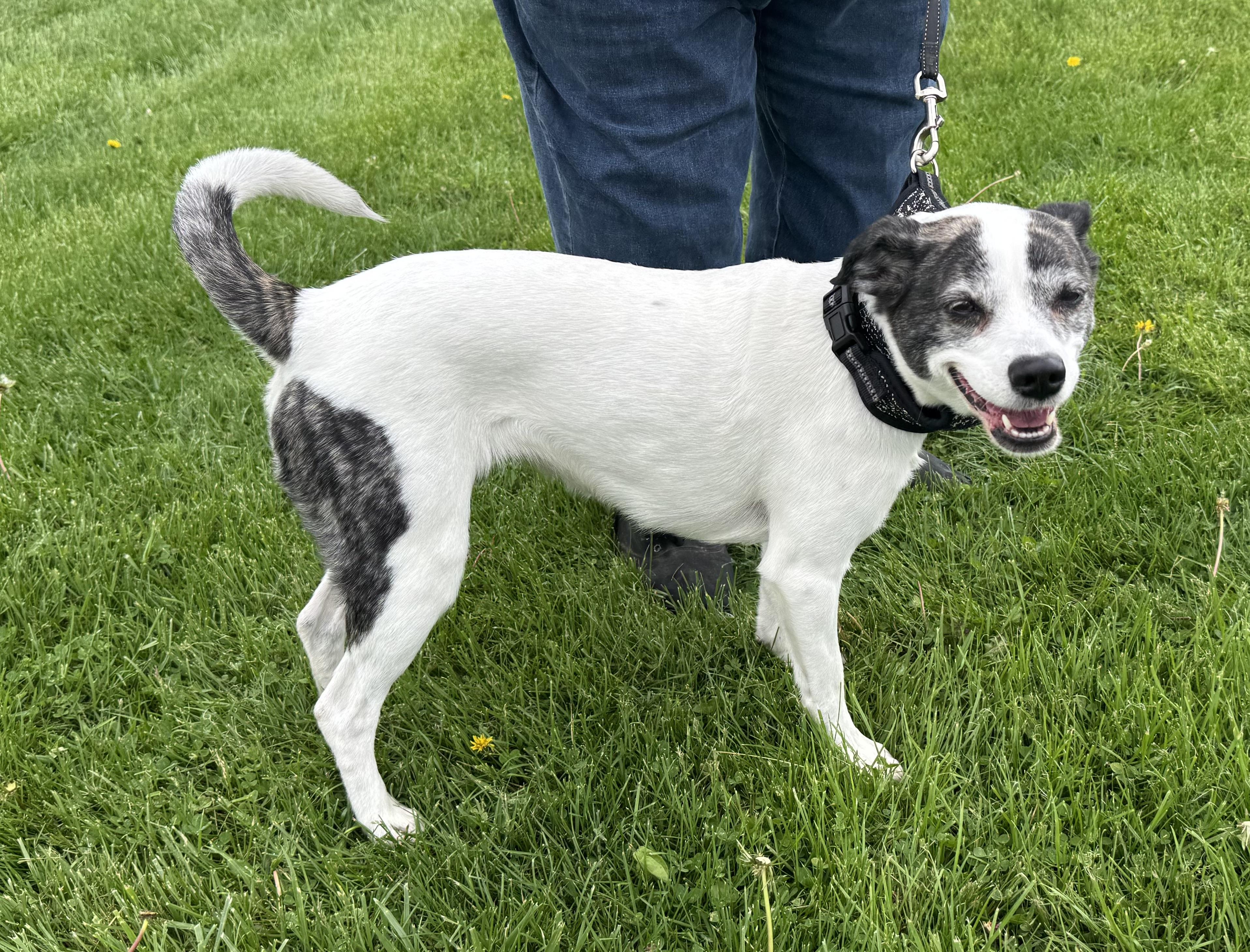 Enlarge Molly, a Adopted mixed breed in St Henry, OH image 4/5