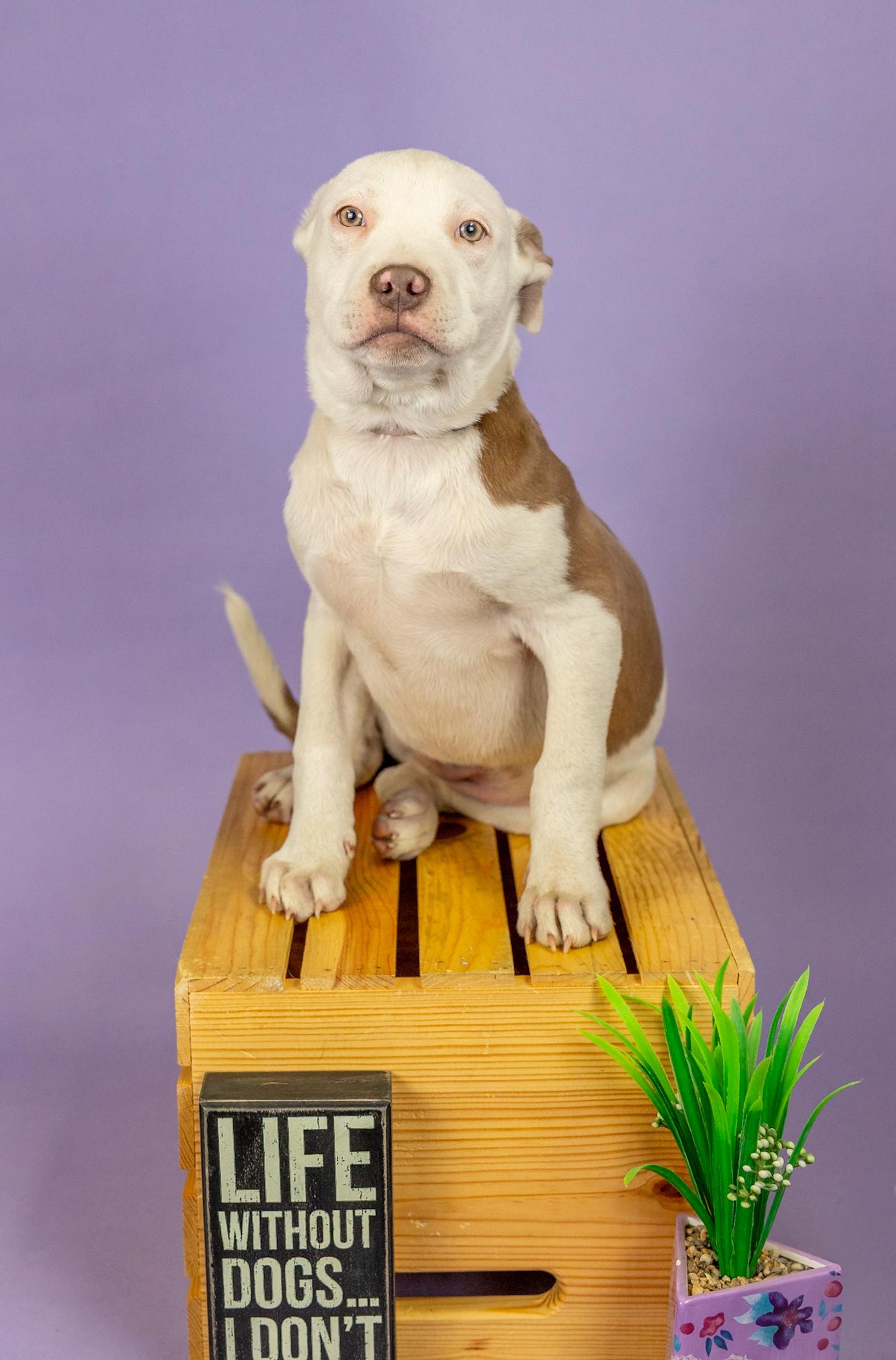 Enlarge 179-26, an adopted mixed breed in Brighton, CO image 1/1