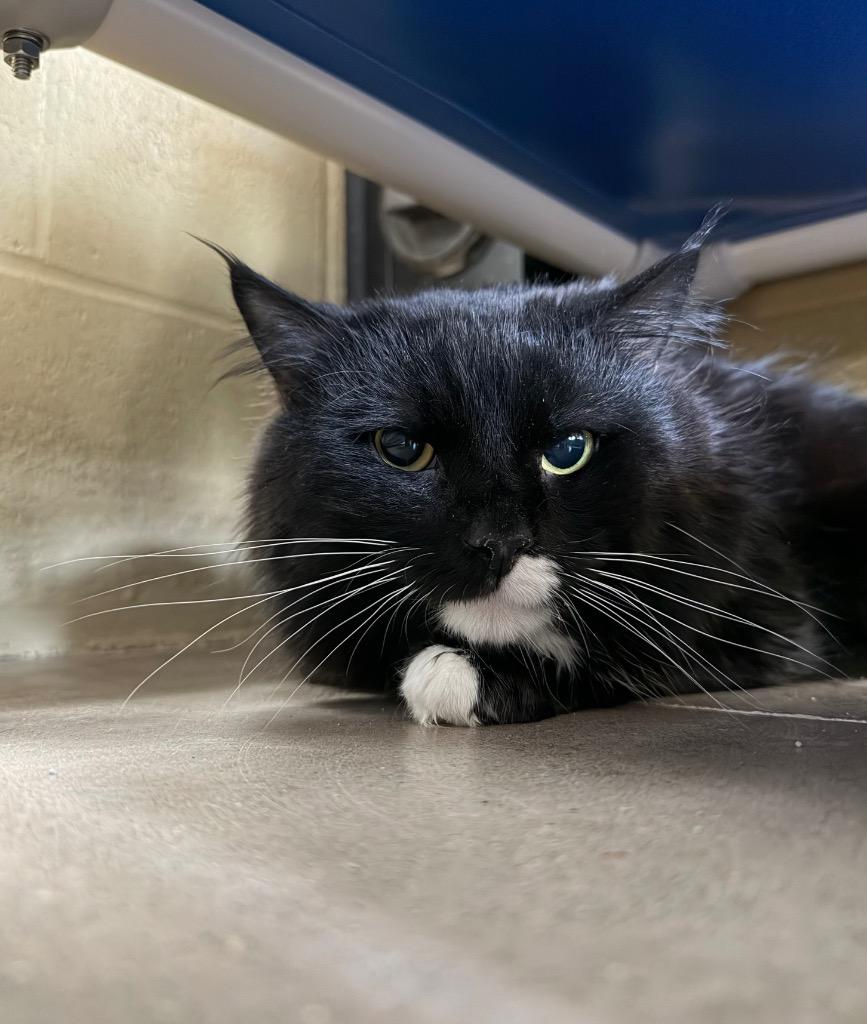 Carrot Top, Adoptable, Adult Male Domestic Medium Hair.