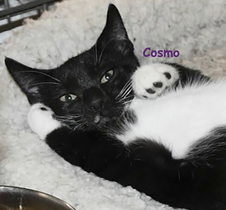 Cosmo, Adoptable, Young Male Tuxedo.