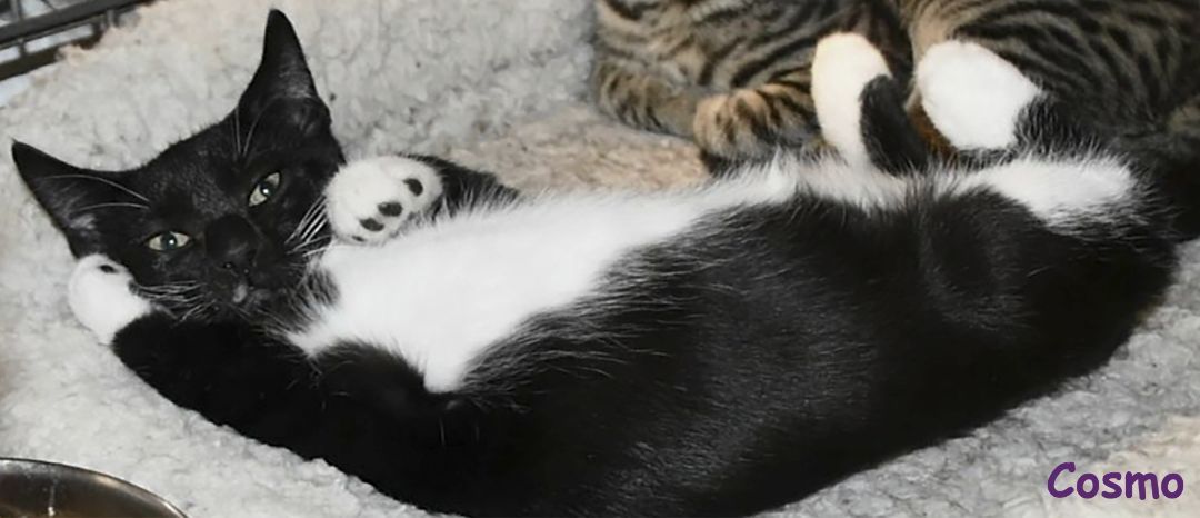 Enlarge Cosmo, a Adoptable Tuxedo in Lisbon, CT image 2/2