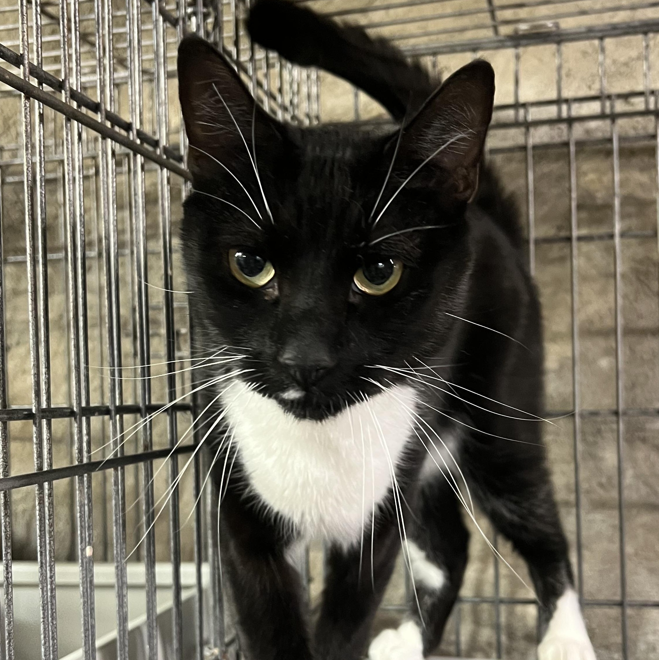 Cosmo, Adoptable, Adult Male Tuxedo.