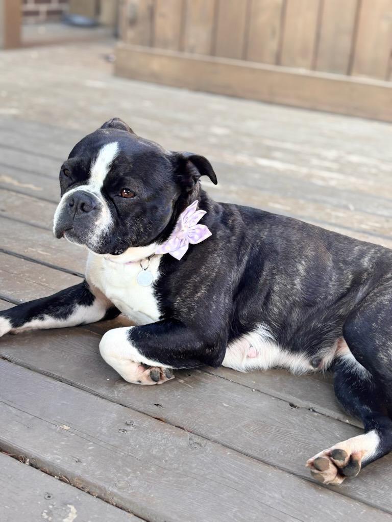 Enlarge Violet, a Adoptable mixed breed in Toronto, ON image 1/6