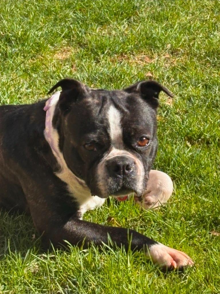 Enlarge Violet, a Adoptable mixed breed in Toronto, ON image 2/6