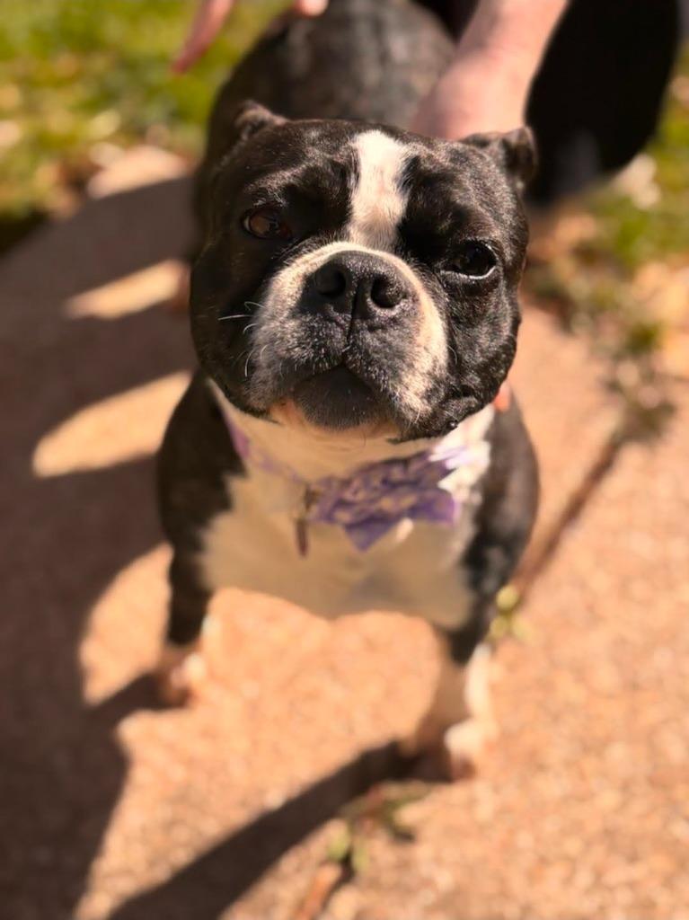 Enlarge Violet, a Adoptable mixed breed in Toronto, ON image 3/6