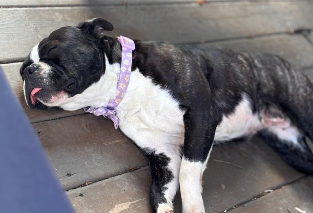Enlarge Violet, a Adoptable mixed breed in Toronto, ON image 4/6