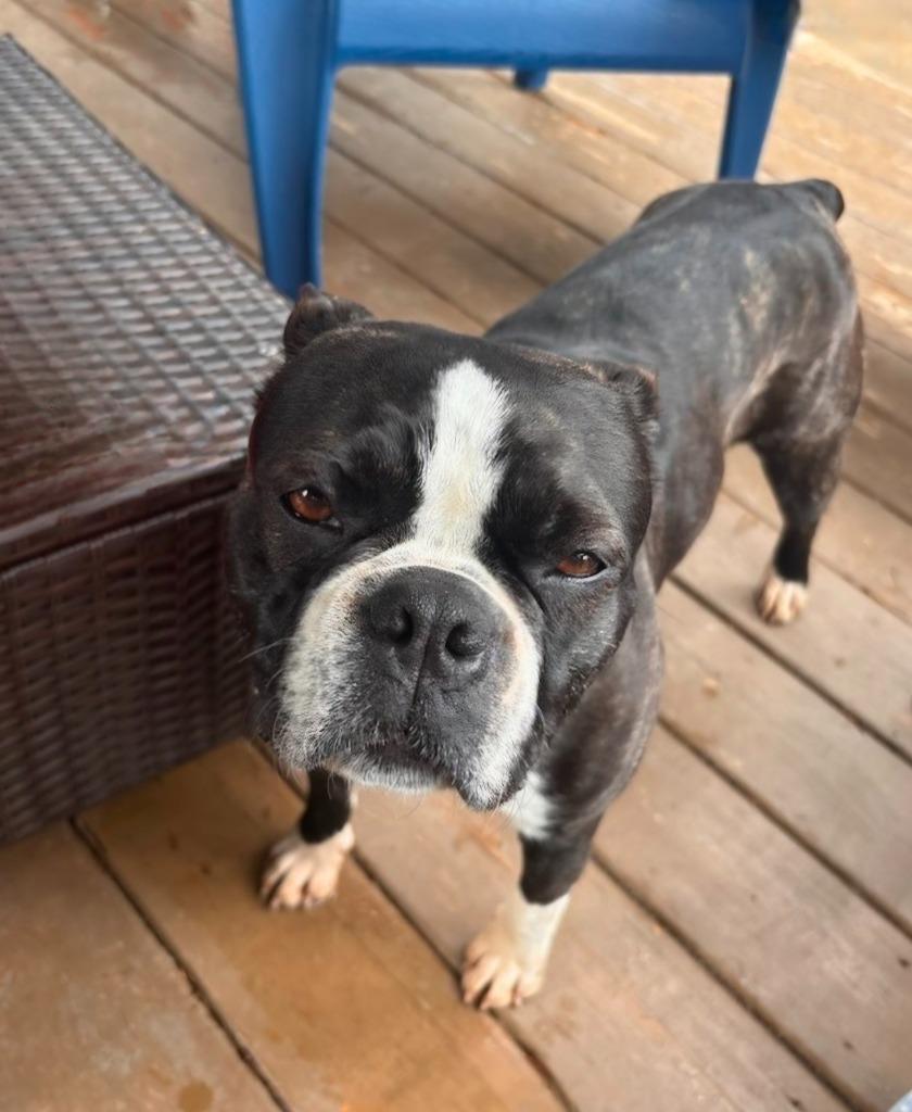 Enlarge Violet, a Adoptable mixed breed in Toronto, ON image 6/6