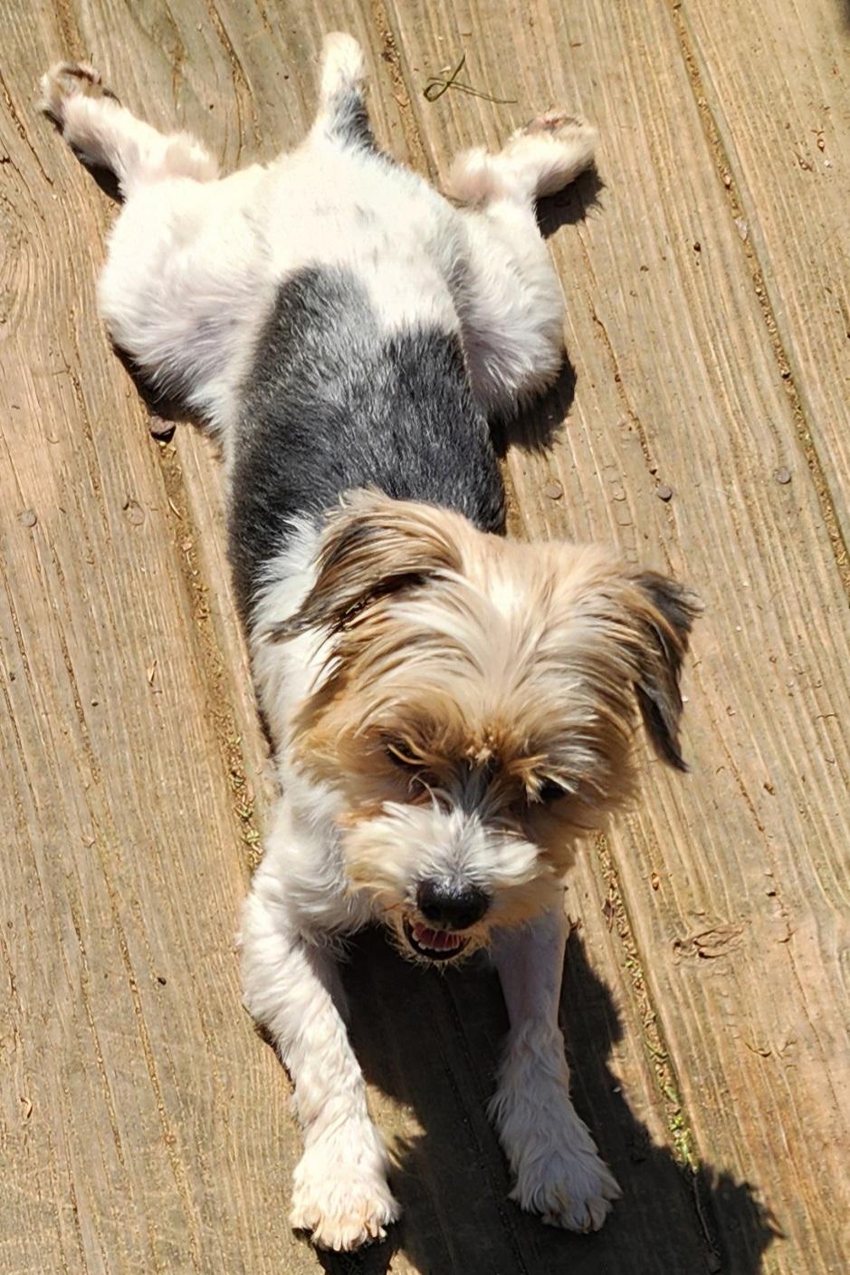 Enlarge Patches, Biewer Terrier, an adopted Yorkshire Terrier in Franklin, TN image 2/3