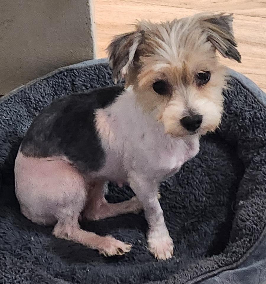 Enlarge Patches, Biewer Terrier, an adopted Yorkshire Terrier in Franklin, TN image 3/3