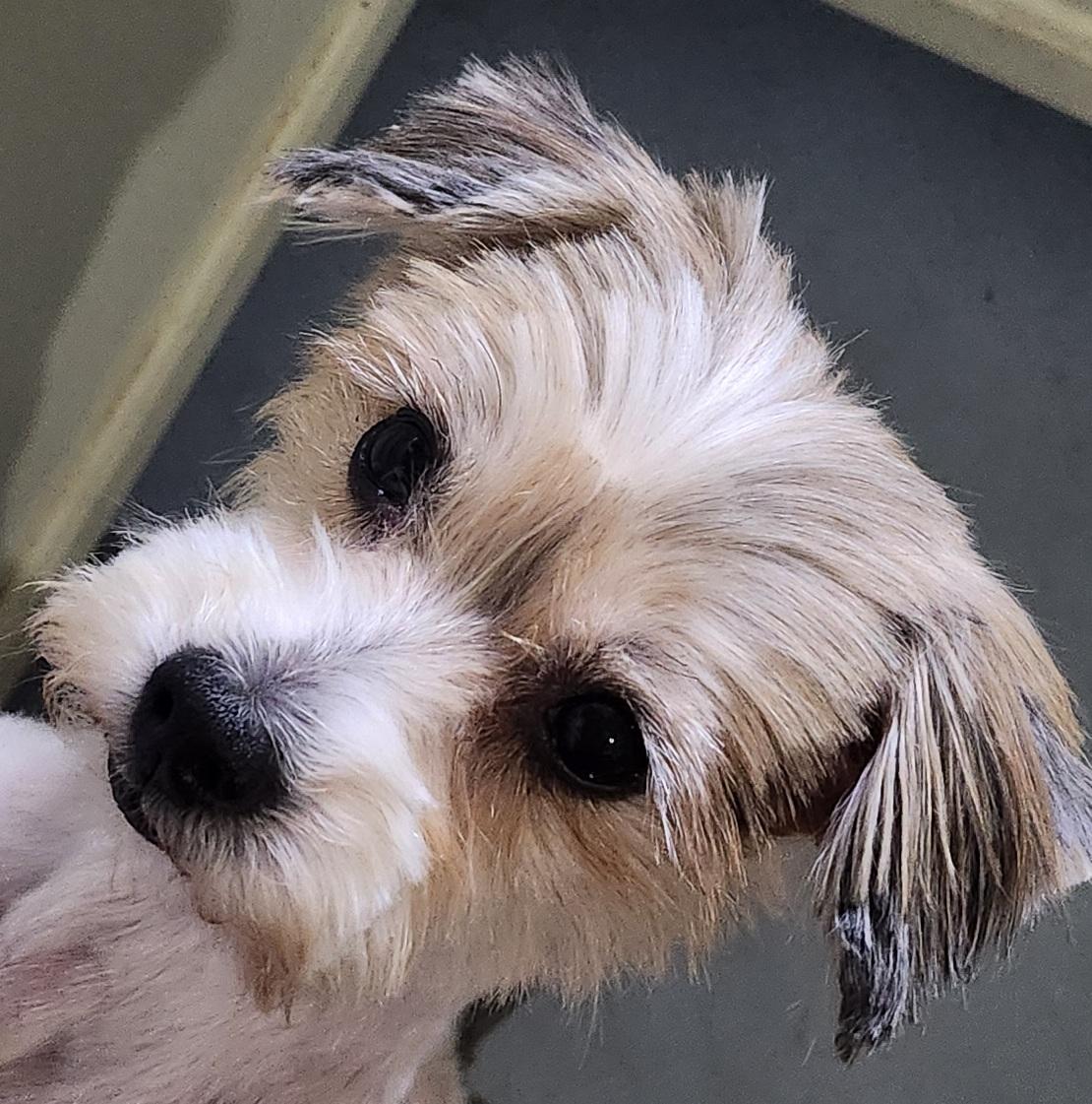 Patches, Biewer Terrier, adopted, Young Female Yorkshire Terrier.