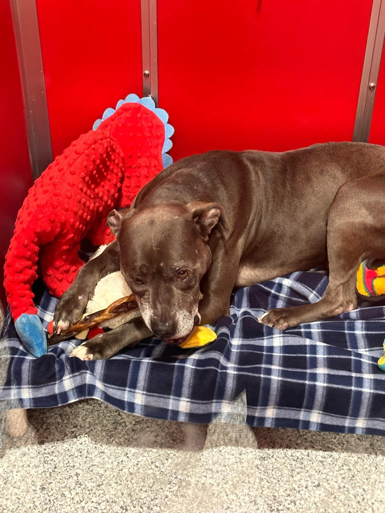 Fisher, Adopted, Senior Male Pit Bull Terrier.