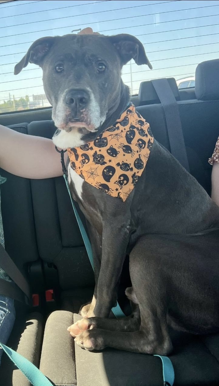 Fisher, a Adopted Pit Bull Terrier in richmond, ME image 6/6