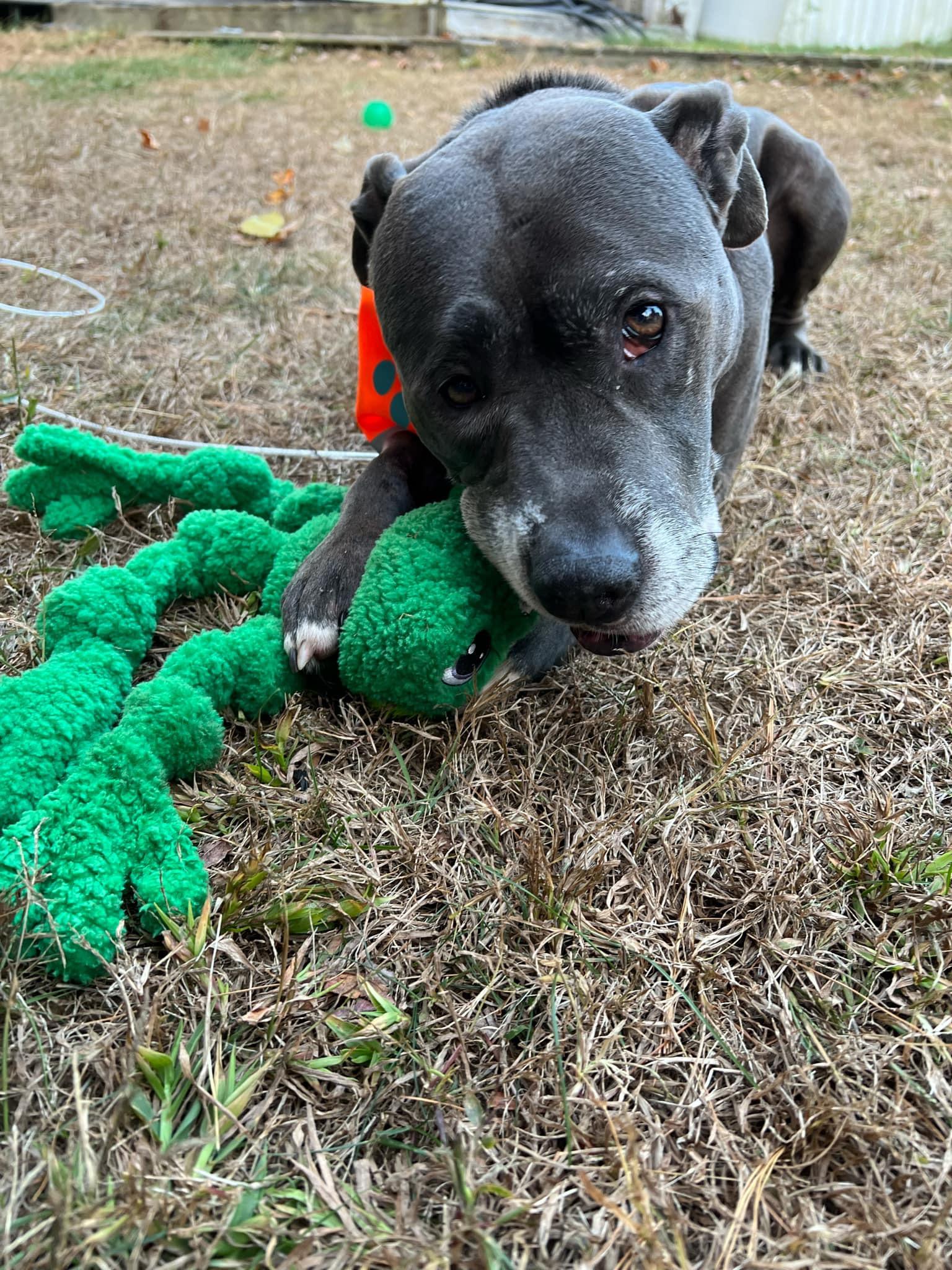 Fisher, a Adopted Pit Bull Terrier in richmond, ME image 2/6