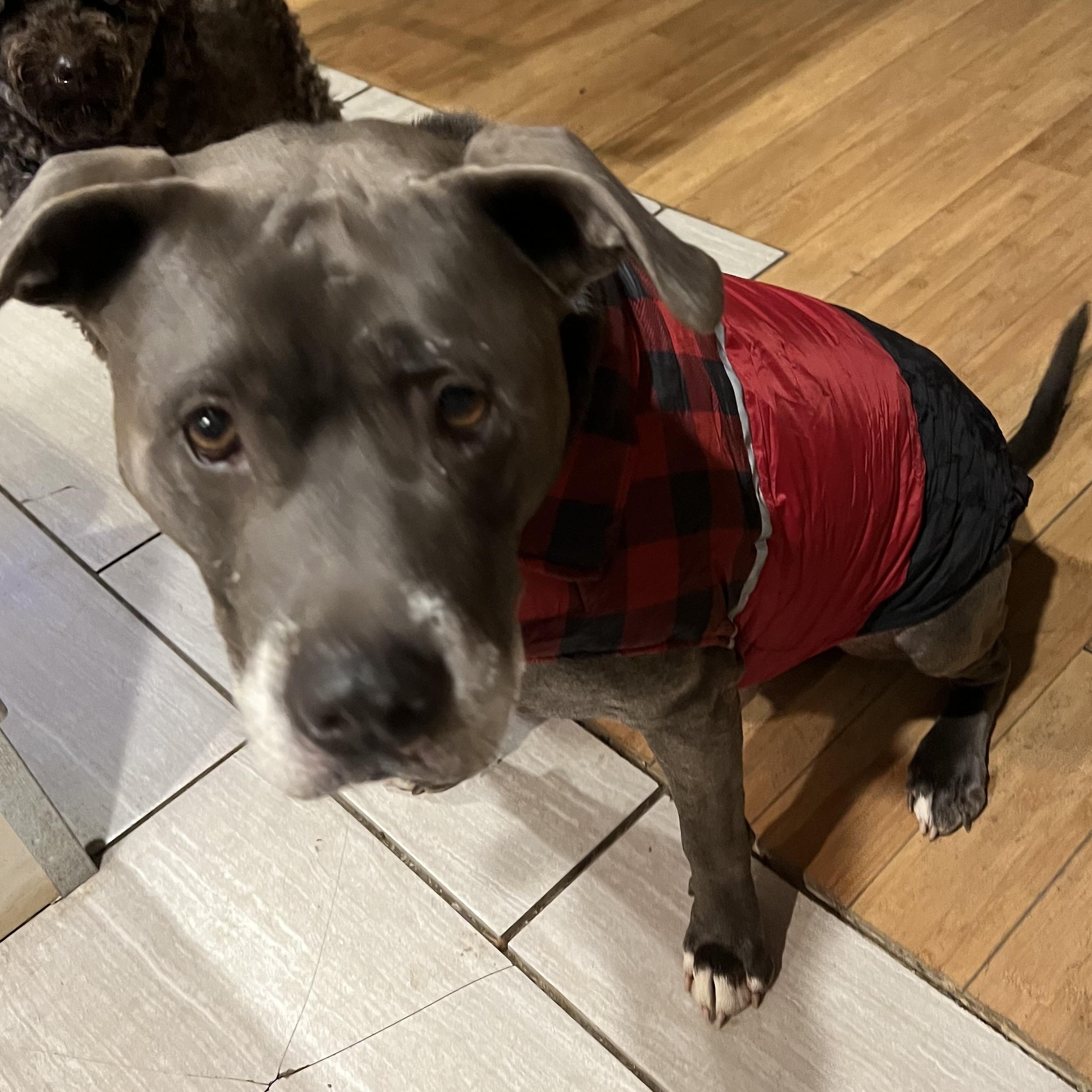 Fisher, a Adopted Pit Bull Terrier in richmond, ME image 3/6