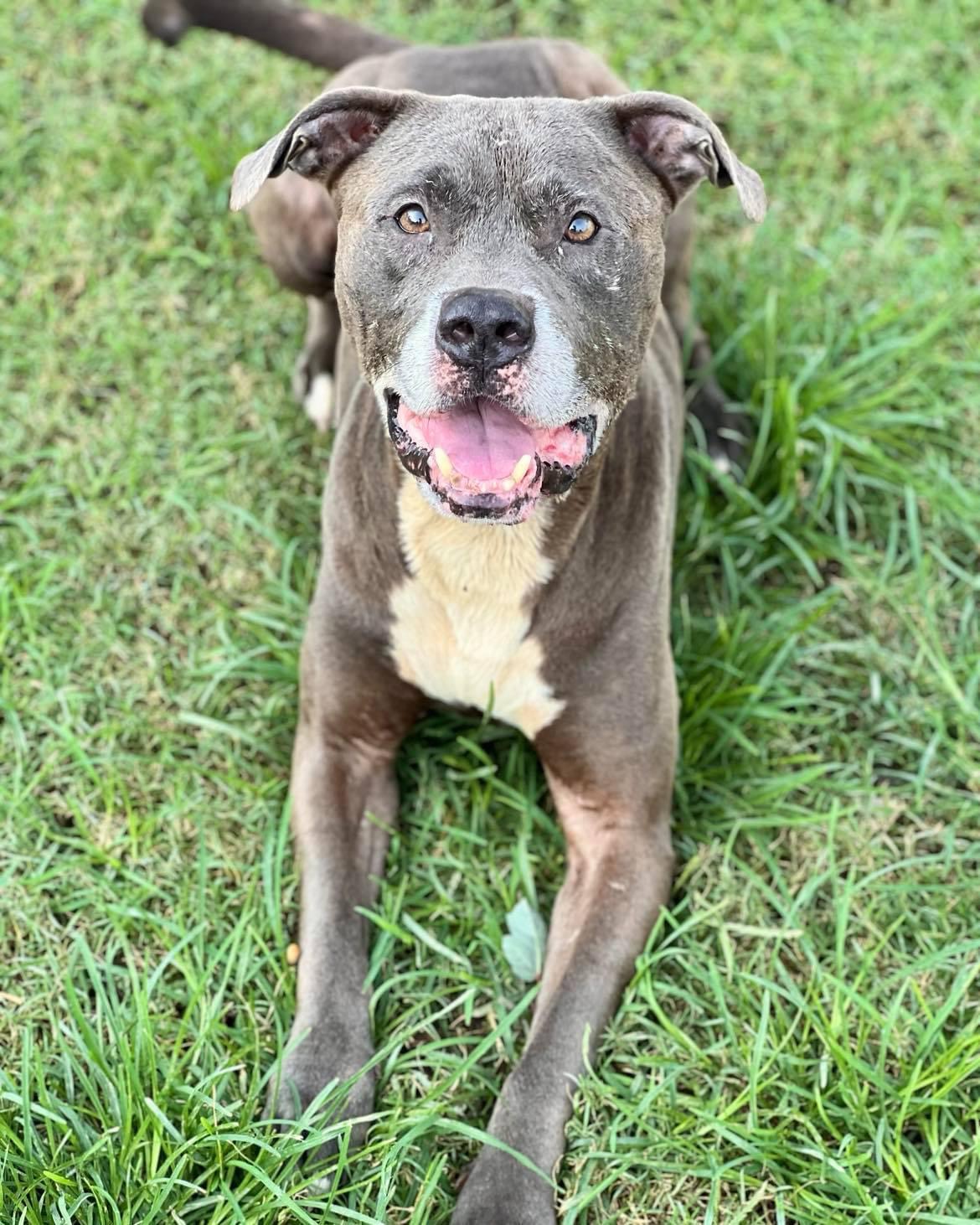 Fisher, Adopted, Senior Male Pit Bull Terrier.