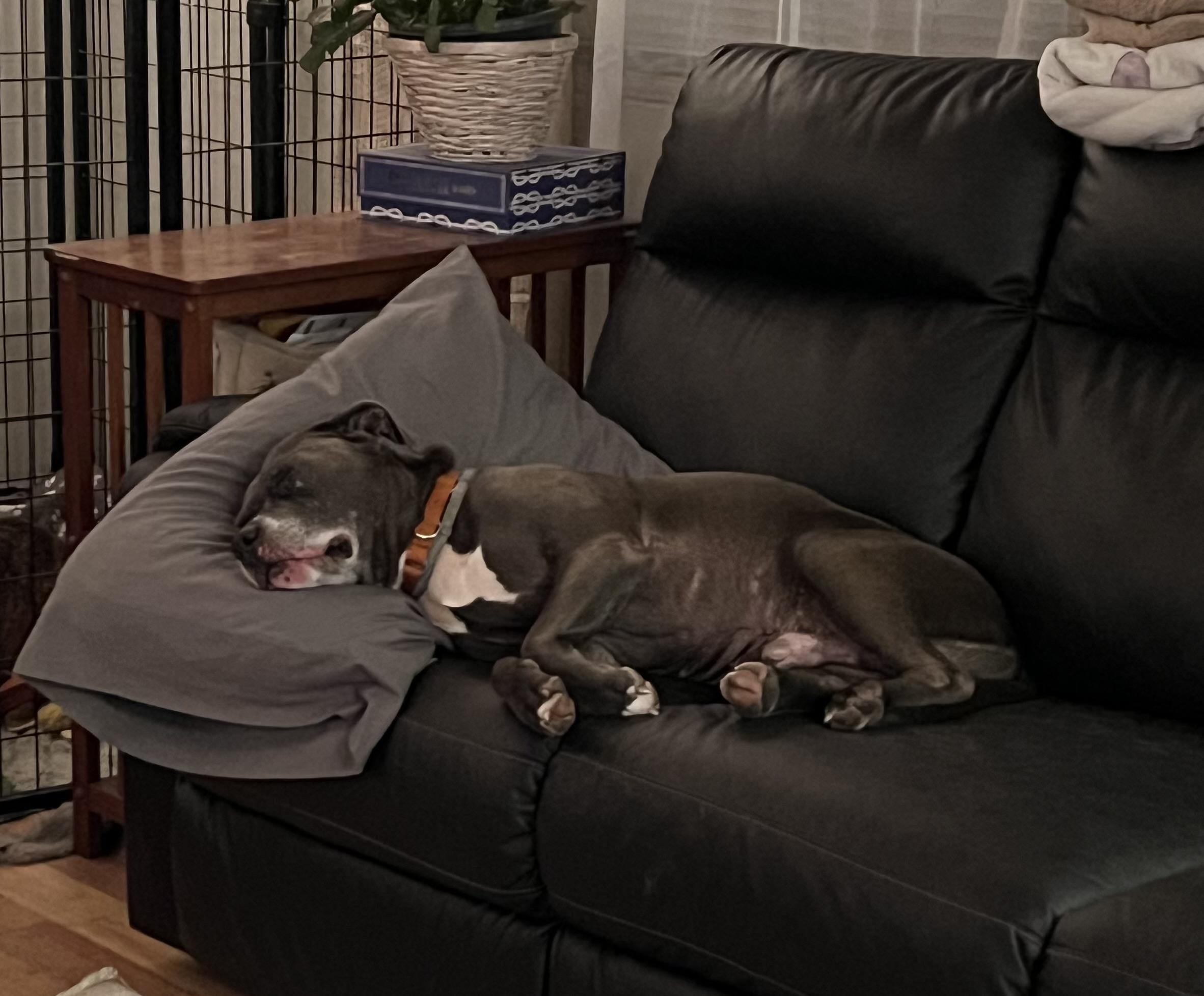 Fisher, a Adopted Pit Bull Terrier in richmond, ME image 4/6