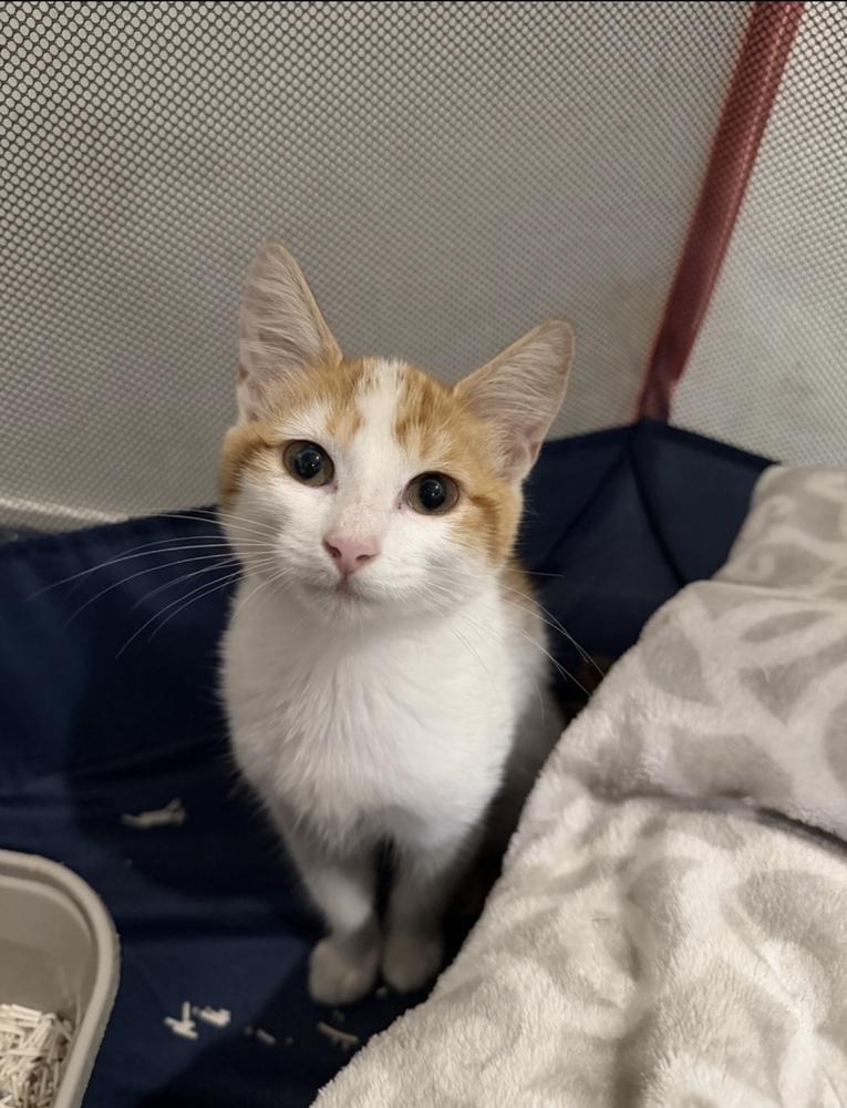 Taylor, a Adoptable Domestic Short Hair in Marietta, GA image 2/5