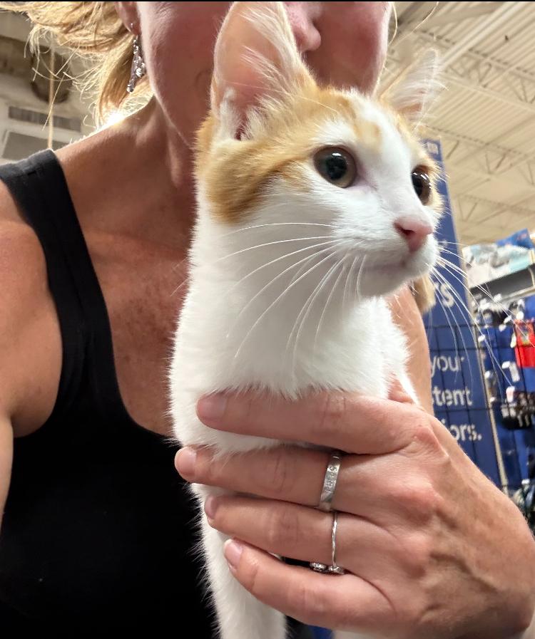 Taylor, a Adoptable Domestic Short Hair in Marietta, GA image 4/5