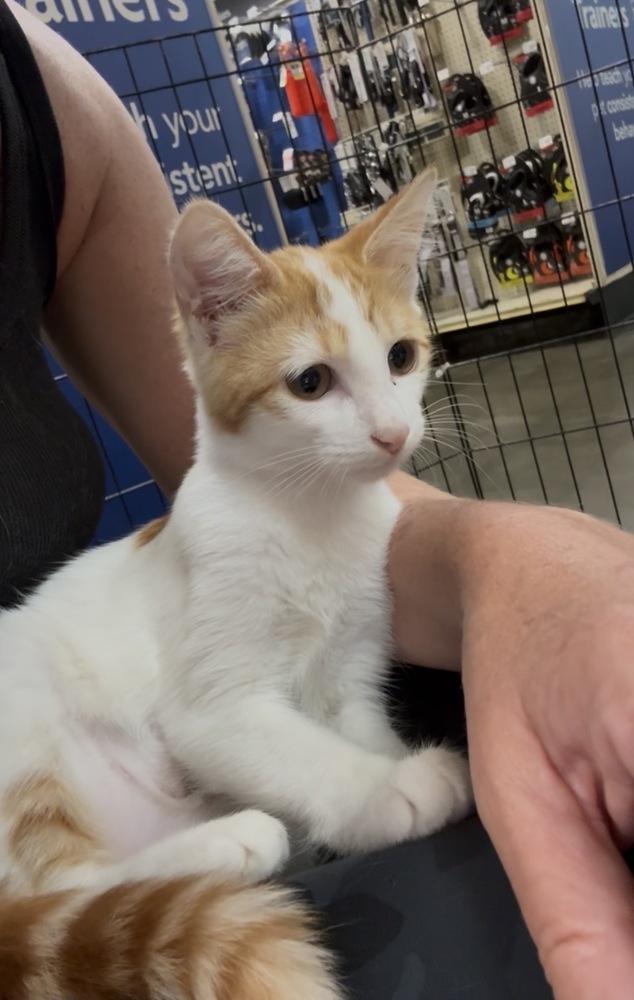 Taylor, a Adoptable Domestic Short Hair in Marietta, GA image 5/5