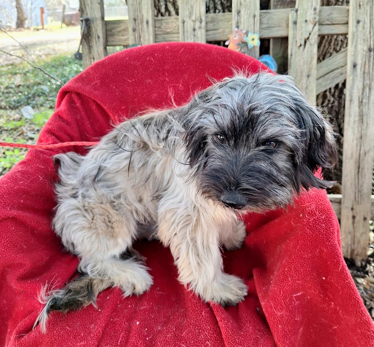 Halsey WV14206-T LOCAL Adoption Event in Woodinville 2/22, an adopted mixed breed in Woodinville, WA image 6/6
