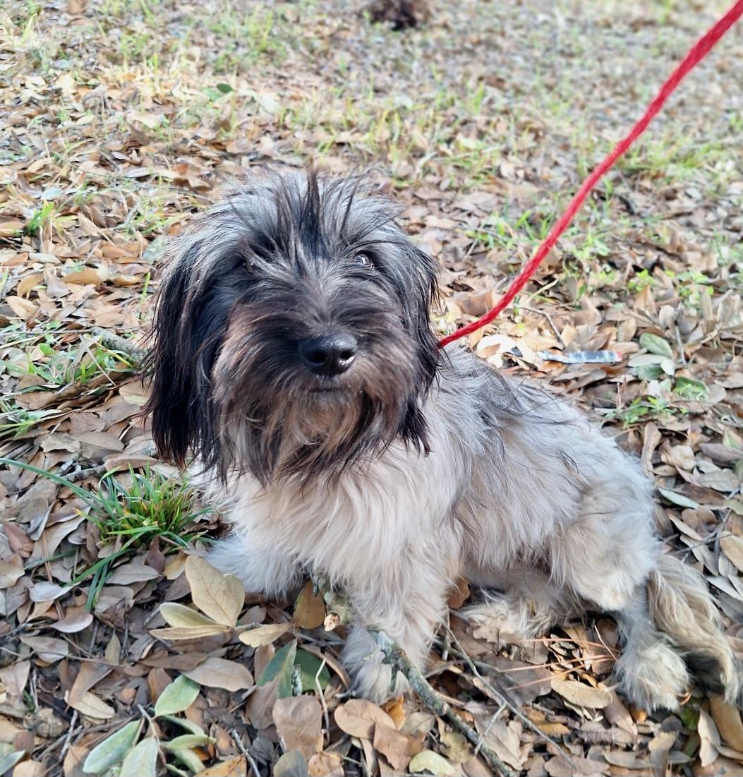 Halsey WV14206-T LOCAL Adoption Event in Woodinville 2/22, an adopted mixed breed in Woodinville, WA image 4/6