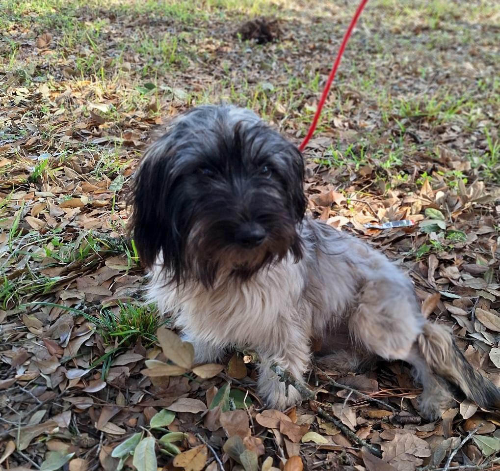 Halsey WV14206-T LOCAL Adoption Event in Woodinville 2/22, an adopted mixed breed in Woodinville, WA image 5/6